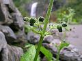 West-Himalayan Figwort